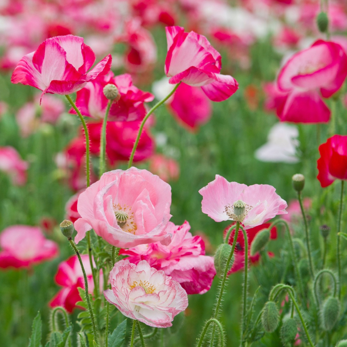 Mák vlčí směs barev - Papaver rhoeas - prodej semen - 200 ks
