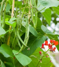 Fazole šarlatová Lady di - Phaseolus coccineus - prodej semen - 10 ks