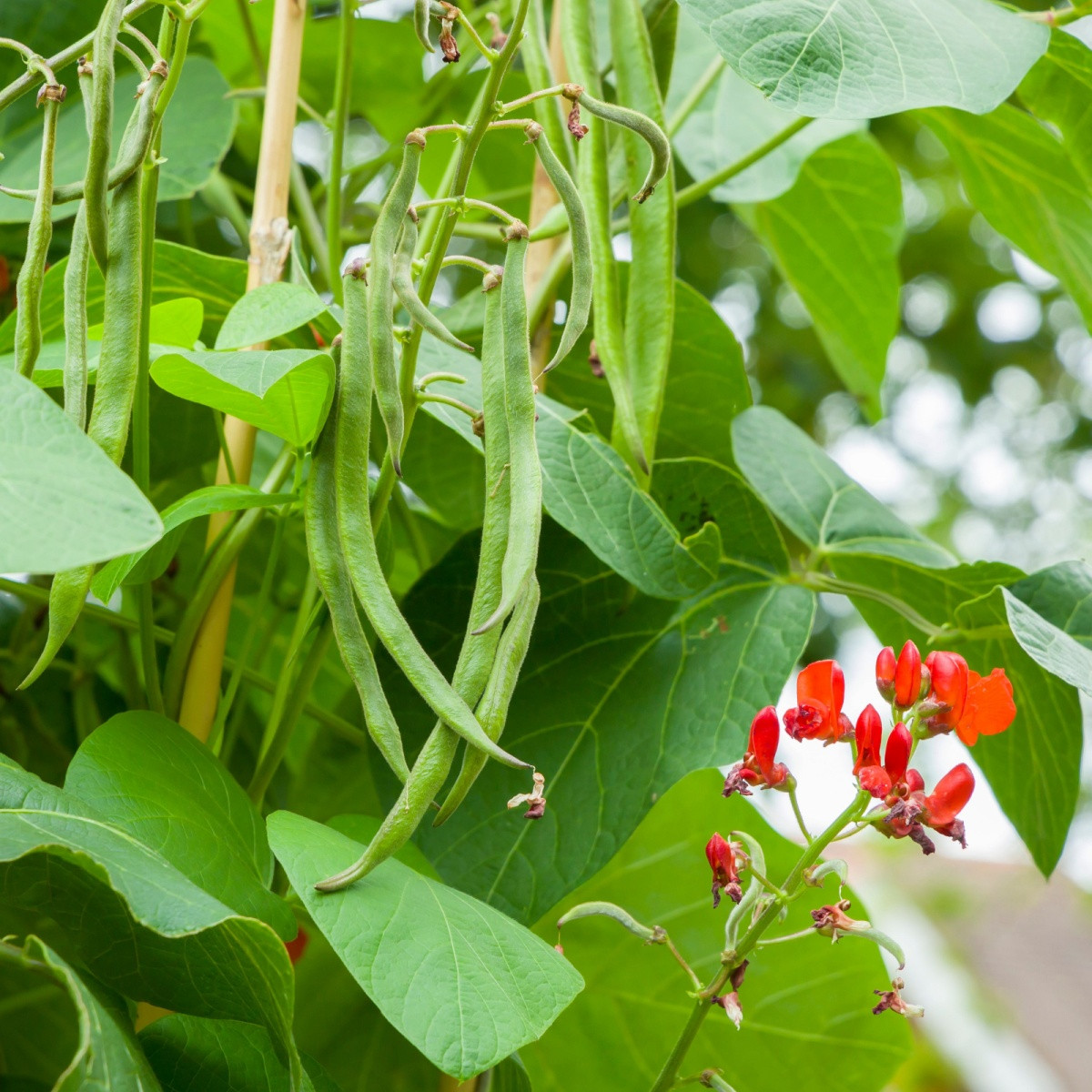 Fazole šarlatová Lady di - Phaseolus coccineus - prodej semen - 10 ks