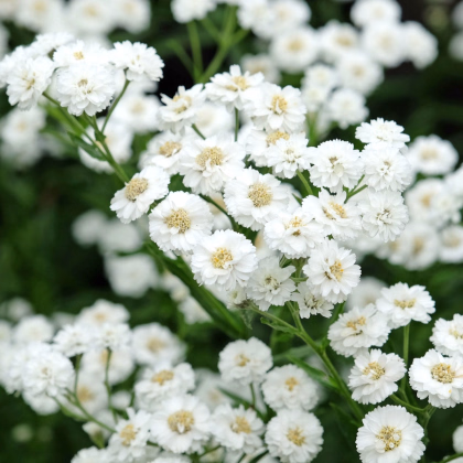 Řebříček Bertrám Perla - Achillea ptarmica - prodej semen - 200 ks
