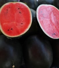 Meloun vodní Sugar baby - Citrullus lanatus - prodej semen - 7 ks