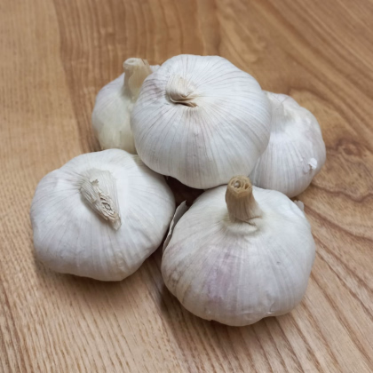 Sadbový česnek Garpek - Allium sativum - paličák - prodej cibulí česneku - 1 balení