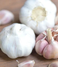 Sadbový česnek Garpek - Allium sativum - paličák - prodej cibulí česneku - 1 balení