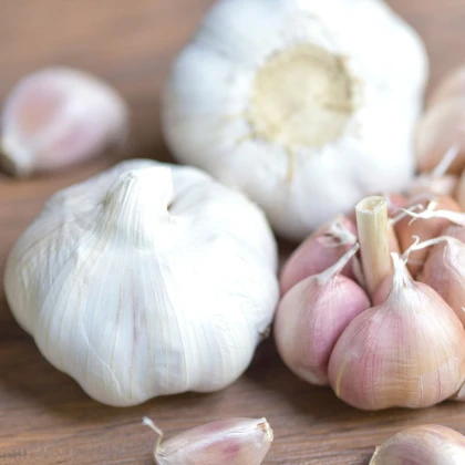 Sadbový česnek Garpek - Allium sativum - paličák - prodej cibulí česneku - 1 balení