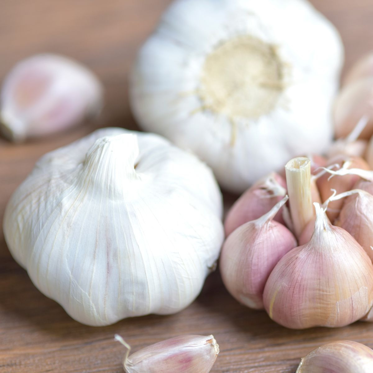 Sadbový česnek Garpek - Allium sativum - paličák - prodej cibulí česneku - 1 balení