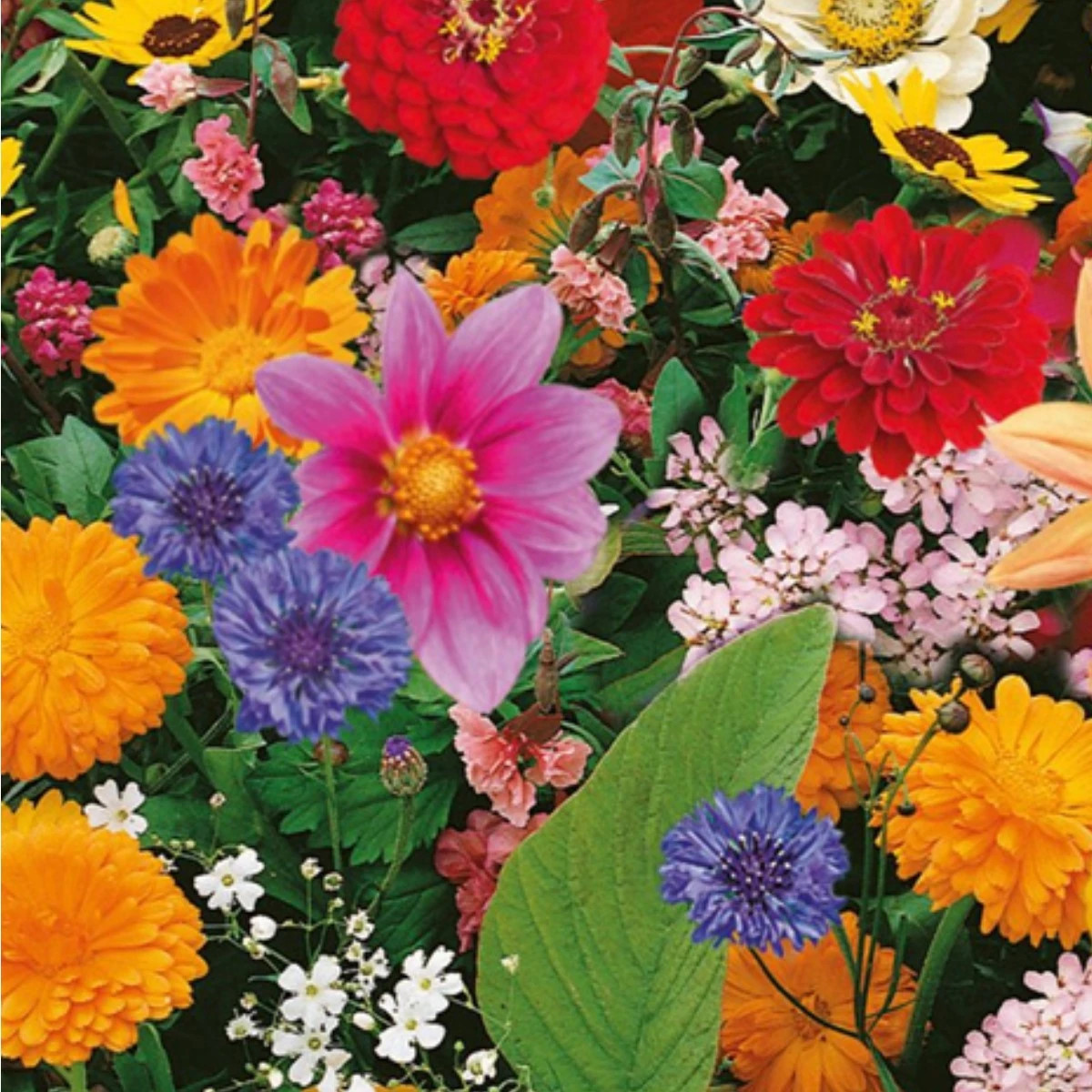 Květinová směs - Pestrý letní zázrak - prodej semen - 1 ks