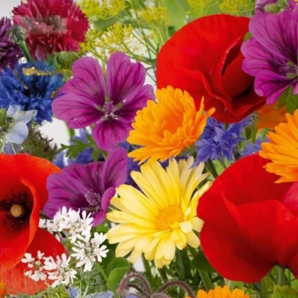 Květinová směs - Rozkvetlá přírodní louka - prodej semen - 1 ks