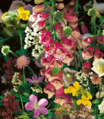 Květinová směs - Květiny do stínu - prodej semen - 1 ks