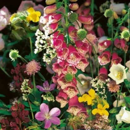 Květinová směs - Květiny do stínu - prodej semen - 1 ks