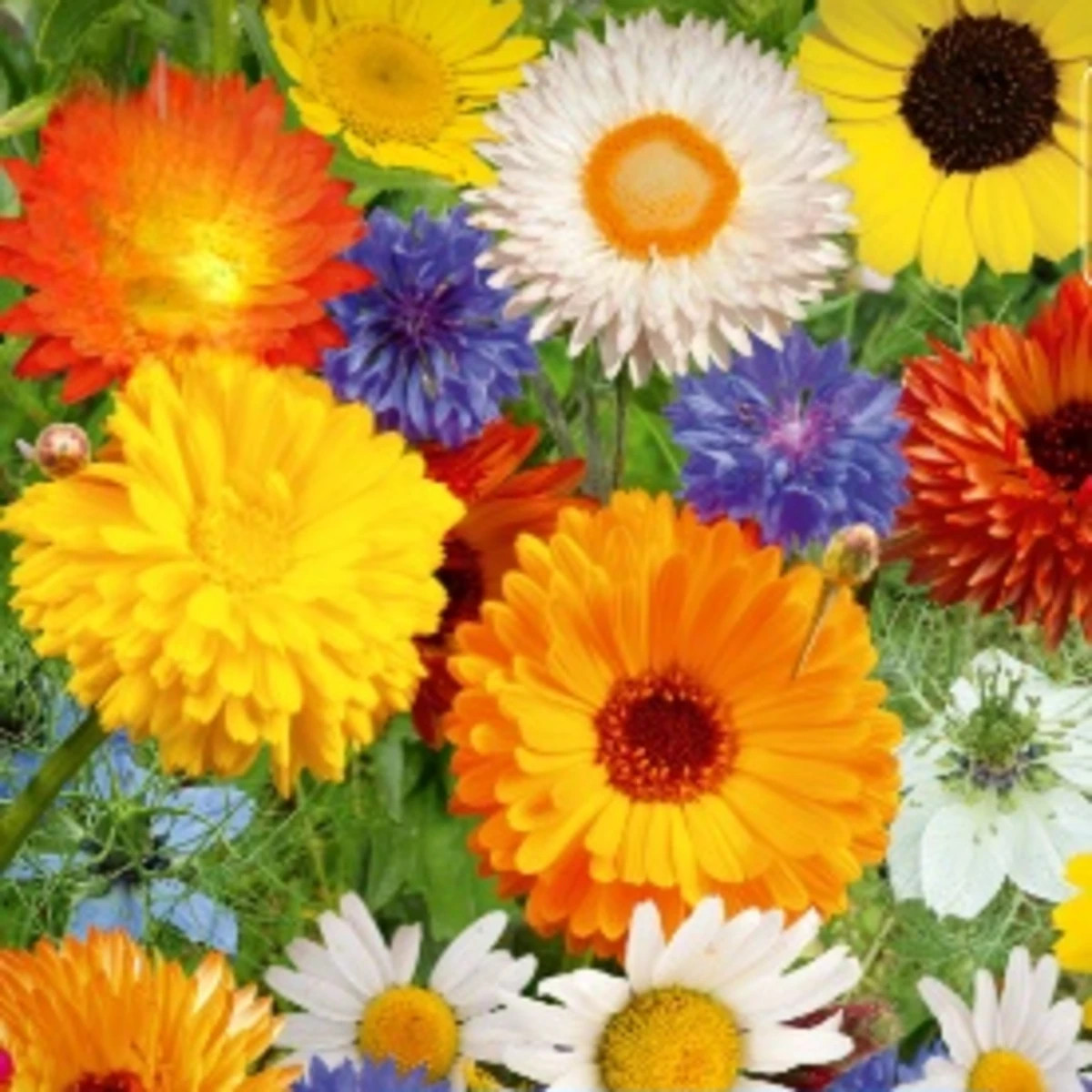 Květinová směs - Divoké a zahradní květiny - prodej semen - 1 ks