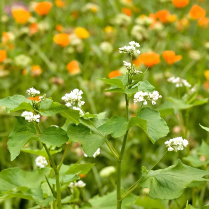 Květinová směs pro optimální péči o vyvýšené záhony - prodej semen - 1 ks