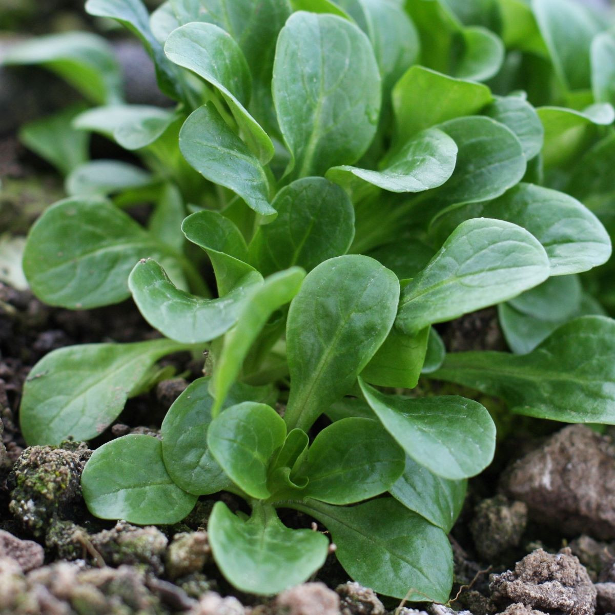 Polníček Gala - PowerSaat - Valerianella locusta - Kiepenkerl - prodej semen - 1 ks