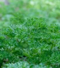 Petržel Grandeur - PowerSaat - Petroselinum crispum - Kiepenkerl - prodej semen - 1 ks