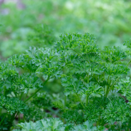 Petržel Grandeur - PowerSaat - Petroselinum crispum - Kiepenkerl - prodej semen - 1 ks