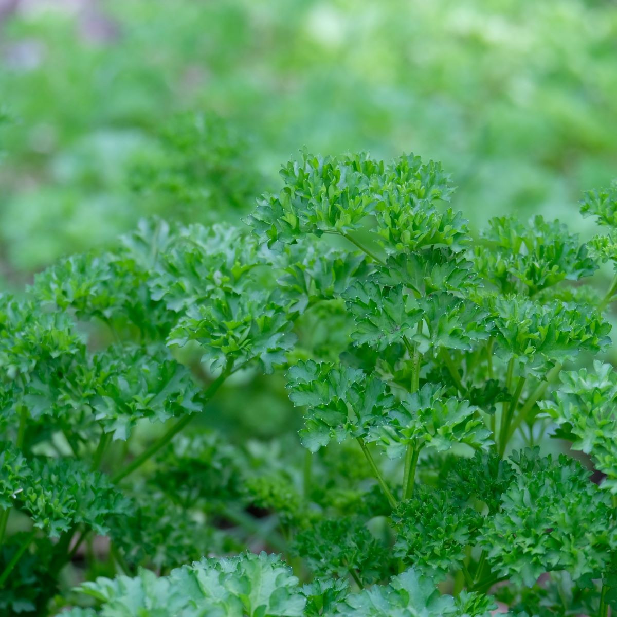 Petržel Grandeur - PowerSaat - Petroselinum crispum - Kiepenkerl - prodej semen - 1 ks