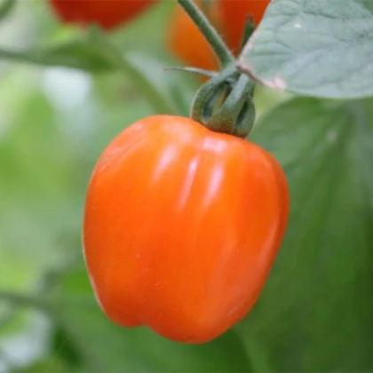 Rajče tyčkové Appleberry F1 PhR oranžové - Solanum lycopersicum - prodej semen - 7 ks