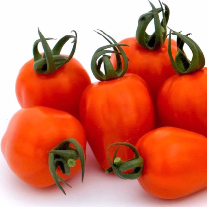 Rajče tyčkové Appleberry F1 PhR oranžové - Solanum lycopersicum - prodej semen - 7 ks