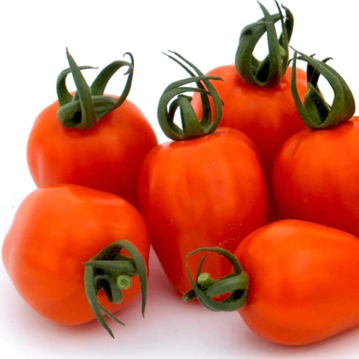 Rajče tyčkové Appleberry F1 PhR oranžové - Solanum lycopersicum - prodej semen - 7 ks