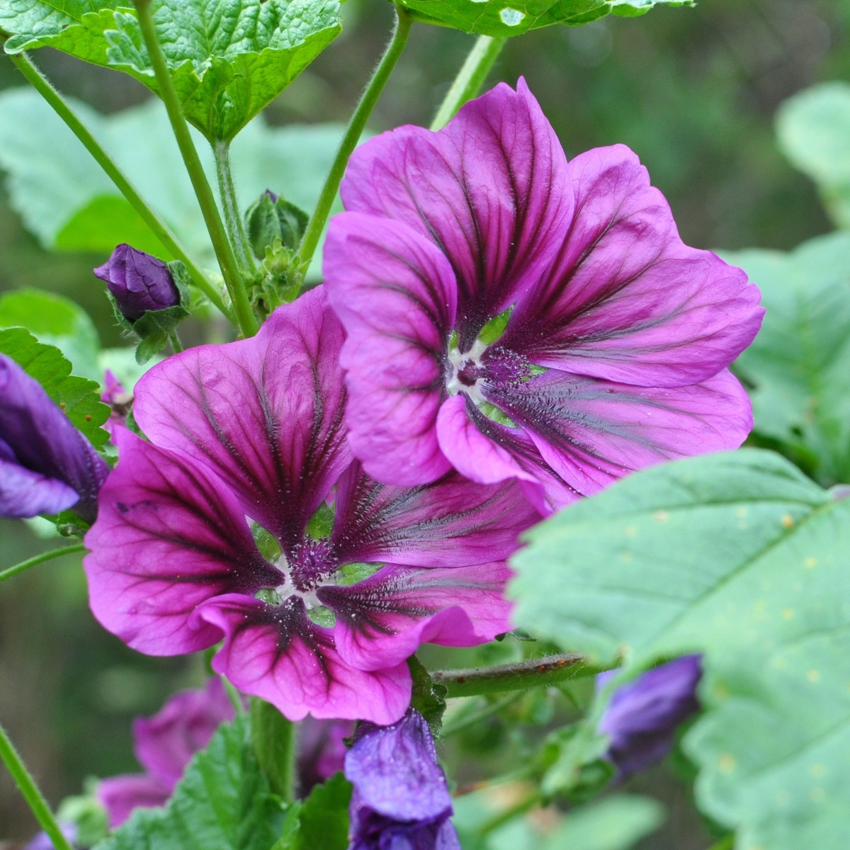 BIO Sléz lesní tmavě fialový - Malva sylvestris - prodej bio semen - 50 ks