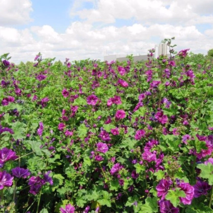 BIO Sléz lesní tmavě fialový - Malva sylvestris - prodej bio semen - 50 ks