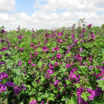 BIO Sléz lesní tmavě fialový - Malva sylvestris - prodej bio semen - 50 ks