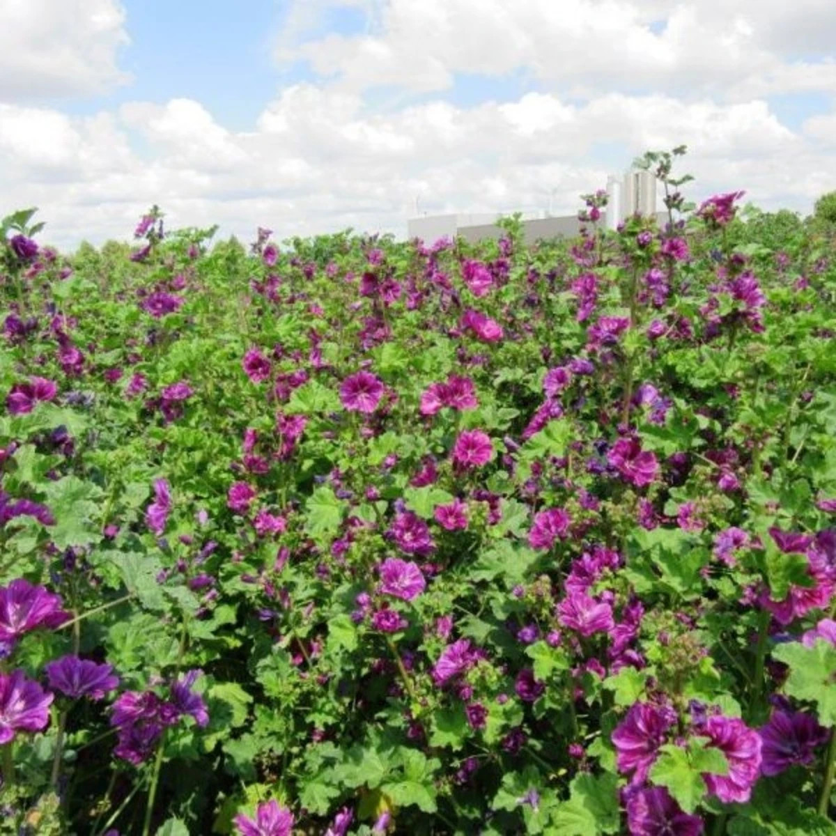 BIO Sléz lesní tmavě fialový - Malva sylvestris - prodej bio semen - 50 ks