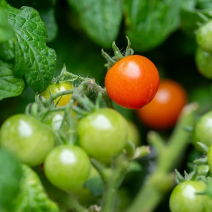 Rajče keříčkové Microberry - Solanum lycopersicum - prodej semen - 6 ks