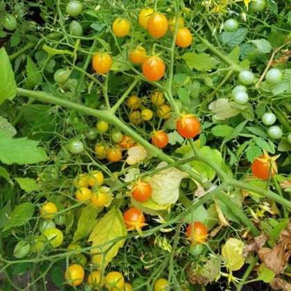 Rajče keříčkové Microberry - Solanum lycopersicum - prodej semen - 6 ks
