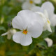 Violka rohatá Sorbet xp White - Viola cornuta - prodej semen - 20 ks