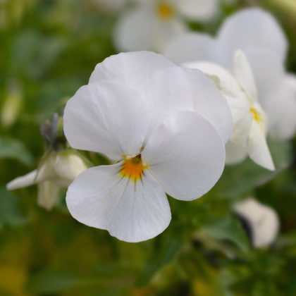 Violka rohatá Sorbet xp White - Viola cornuta - prodej semen - 20 ks