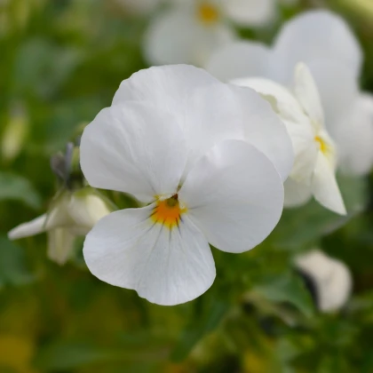 Violka rohatá Sorbet xp White - Viola cornuta - prodej semen - 20 ks