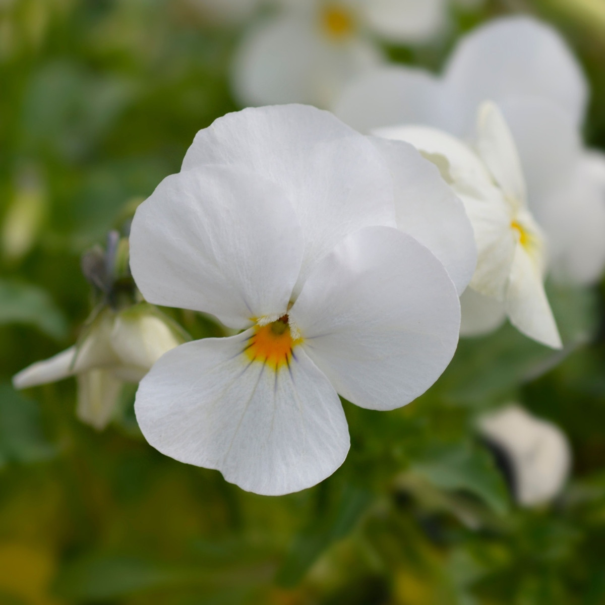 Violka rohatá Sorbet xp White - Viola cornuta - prodej semen - 20 ks