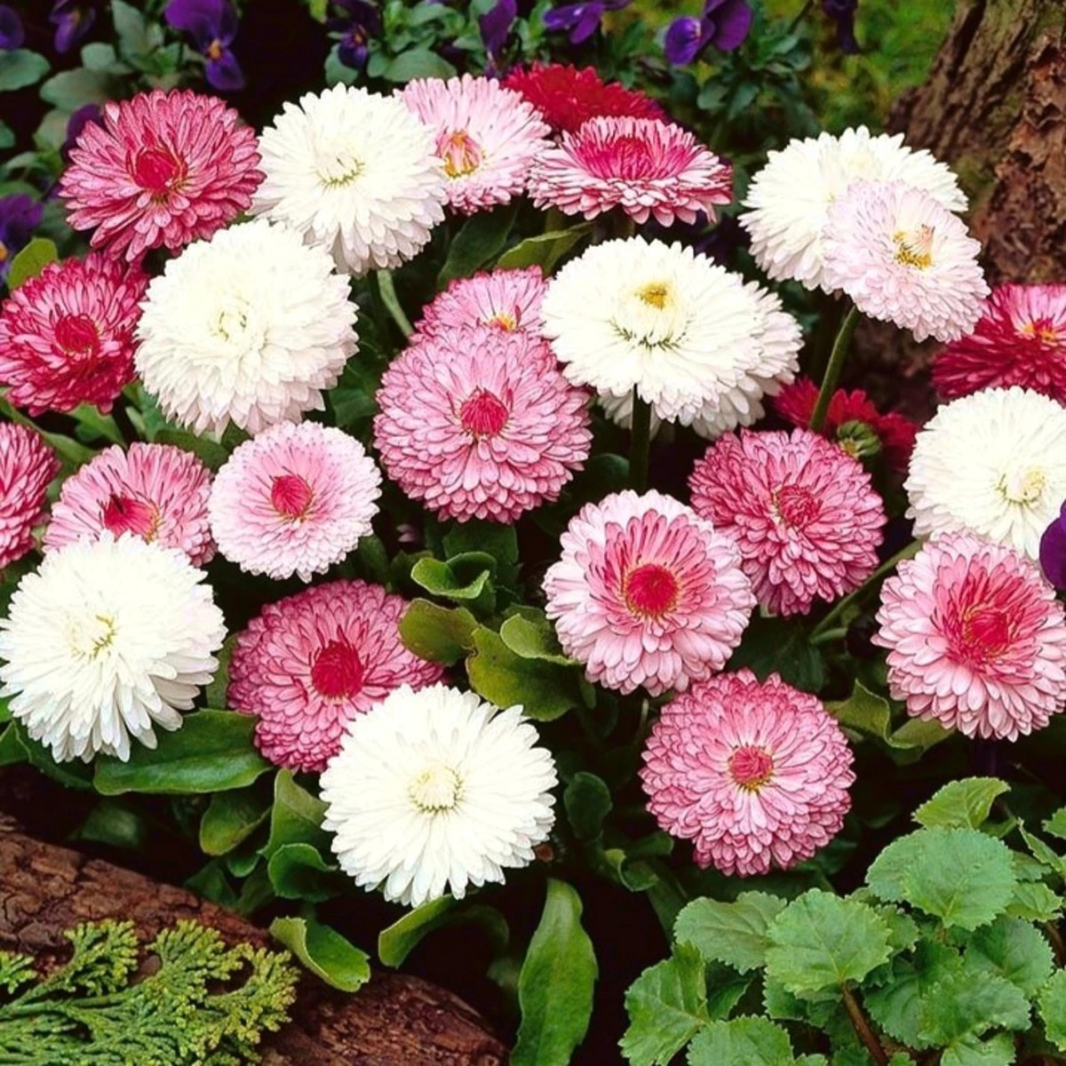 Sedmikráska obecná růžové odstíny - Bellis perennis monstrosa - prodej semen - 200 ks