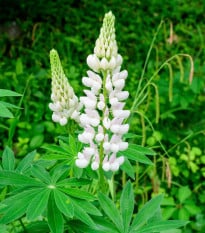 Lupina mnoholistá Lupini Bílá - Lupinus polyphyllus - prodej semen - 15 ks
