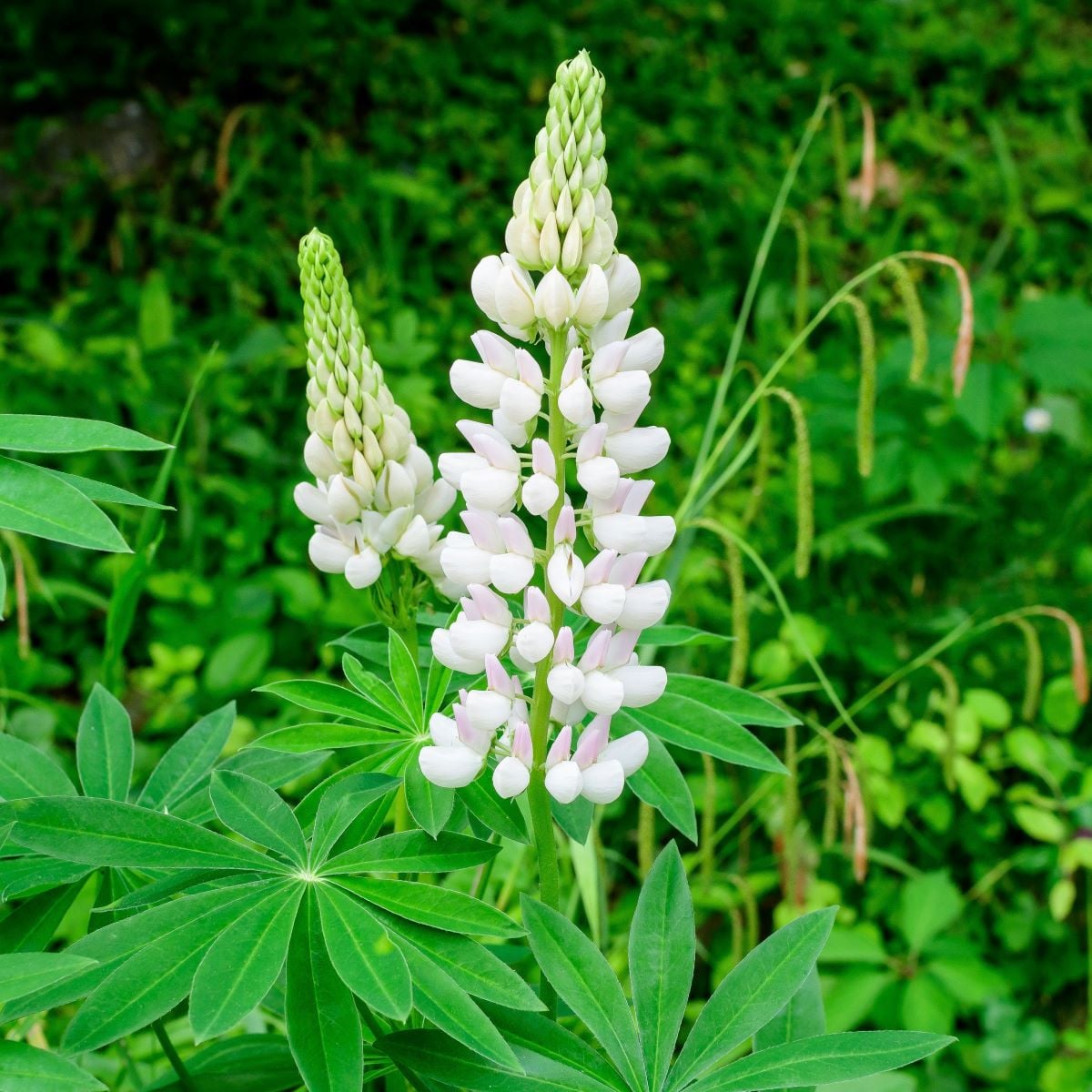 Lupina mnoholistá Lupini Bílá - Lupinus polyphyllus - prodej semen - 15 ks