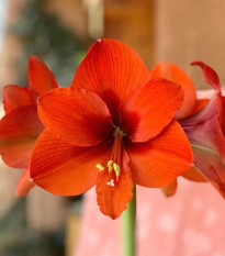 Hvězdník Naranja - Hippeastrum - prodej cibulovin - 1 ks