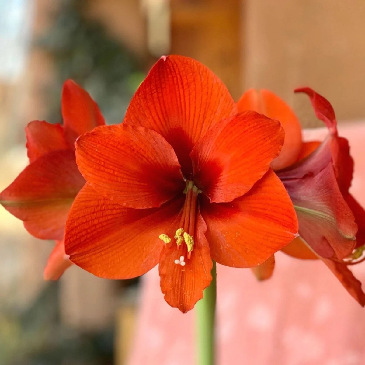 Hvězdník Naranja - Hippeastrum - prodej cibulovin - 1 ks