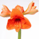 Hvězdník Naranja - Hippeastrum - prodej cibulovin - 1 ks