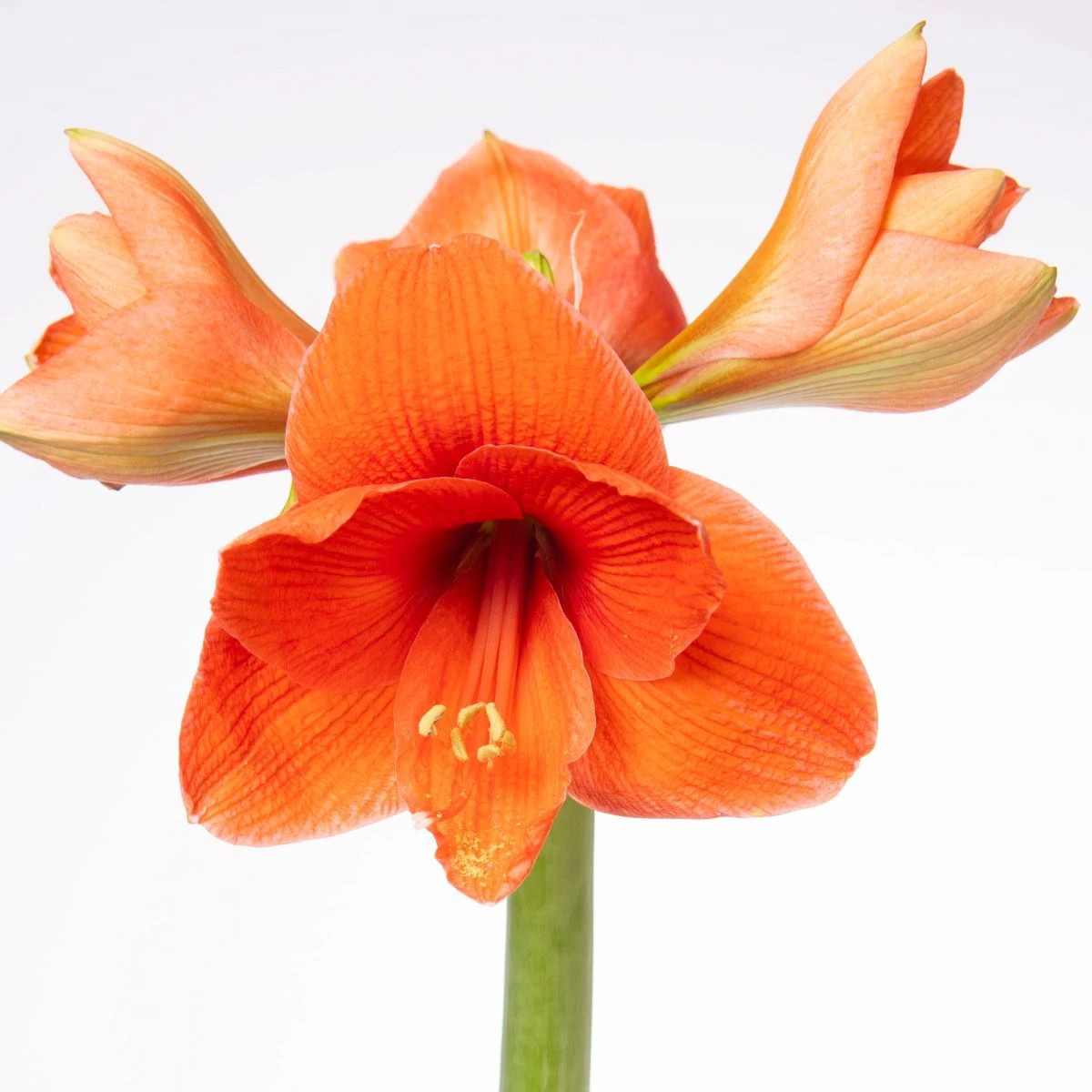 Hvězdník Naranja - Hippeastrum - prodej cibulovin - 1 ks