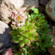 Netřesk střešní - Sempervivum tectorum - prodej semen - 30 ks