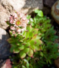 Netřesk střešní - Sempervivum tectorum - prodej semen - 30 ks
