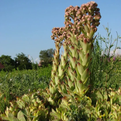 Netřesk střešní - Sempervivum tectorum - prodej semen - 30 ks