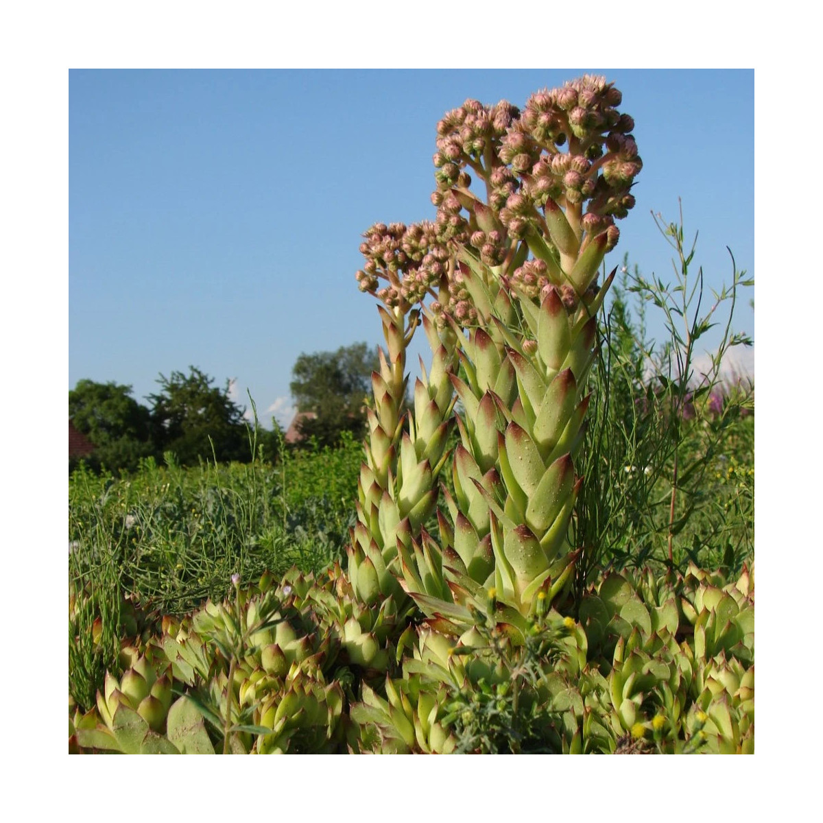 Netřesk střešní - Sempervivum tectorum - prodej semen - 30 ks