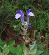 Šišák alpský - Scutellaria alpina - prodej semen - 15 ks