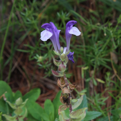Šišák alpský - Scutellaria alpina - prodej semen - 15 ks