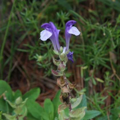 Šišák alpský - Scutellaria alpina - prodej semen - 15 ks