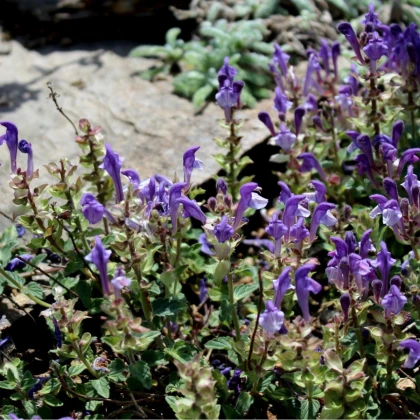Šišák alpský - Scutellaria alpina - prodej semen - 15 ks
