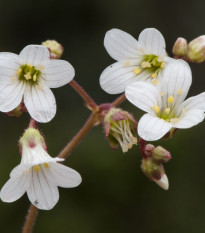 Lomikámen zrnatý - Saxifraga granulata - prodej semen - 100 ks