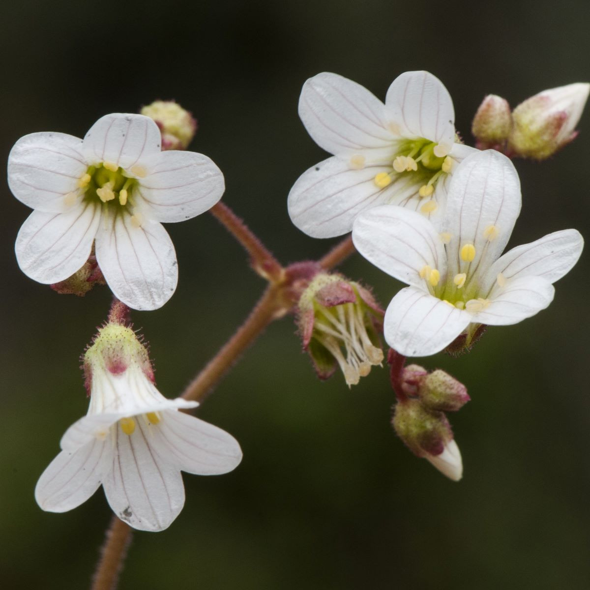 Lomikámen zrnatý - Saxifraga granulata - prodej semen - 100 ks