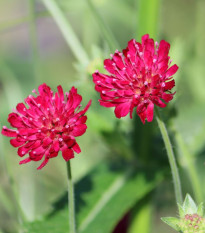 Chrastavec makedonský - Knautia macedonica - prodej semen - 15 ks